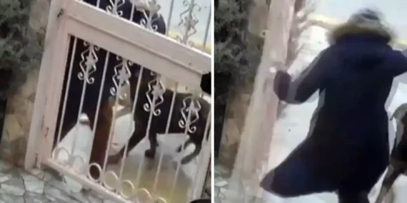 Sahipsiz köpeklerin saldırısına uğrayan kadın komşusunun müdahalesiyle kurtuldu