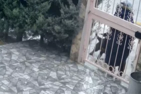 Sahipsiz köpeklerin saldırısına uğrayan kadını kurtaran Nurten Güven: ‘Biz olmasaydık kadının mücadelesi zor olacaktı’