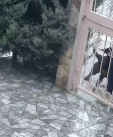 Sahipsiz köpeklerin saldırısına uğrayan kadını kurtaran Nurten Güven: ‘Biz olmasaydık kadının mücadelesi zor olacaktı’