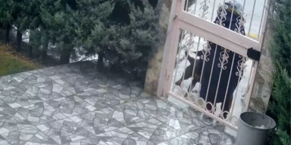 Sahipsiz köpeklerin saldırısına uğrayan kadını kurtaran Nurten Güven: ‘Biz olmasaydık kadının mücadelesi zor olacaktı’