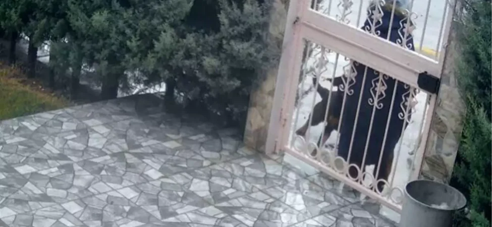 Sahipsiz köpeklerin saldırısına uğrayan kadını kurtaran Nurten Güven: ‘Biz olmasaydık kadının mücadelesi zor olacaktı’