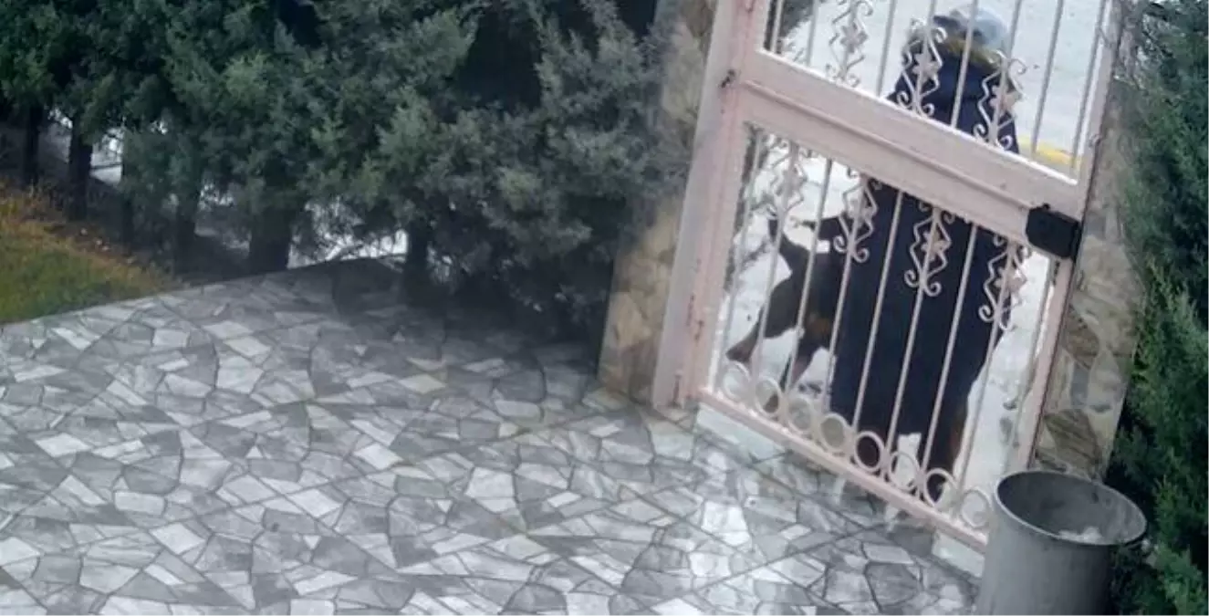 Sahipsiz köpeklerin saldırısına uğrayan kadını kurtaran Nurten Güven: ‘Biz olmasaydık kadının mücadelesi zor olacaktı’