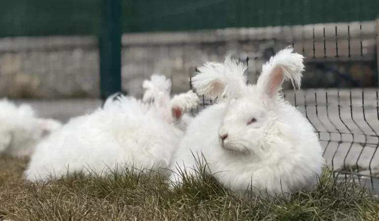 3 asır önce nesli tükenmişti! Yeniden anavatanında yetiştiriliyor