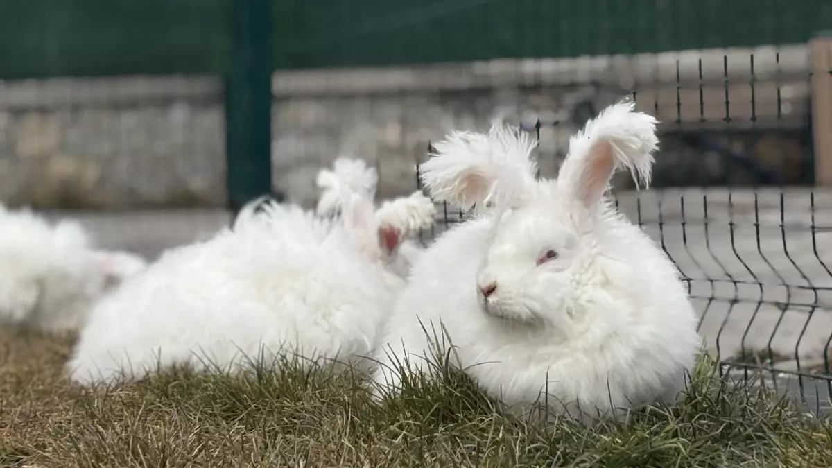 3 asır önce nesli tükenmişti! Yeniden anavatanında yetiştiriliyor