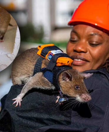 Türkiye’de Arama Kurtarmada Yeni Dönem! Enkazın Altına Onlar Girecek