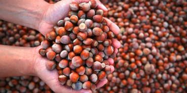 Türkiye’nin En Çok Fındık Sattığı Ülke Belli Oldu