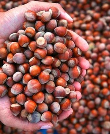 Türkiye’nin En Çok Fındık Sattığı Ülke Belli Oldu