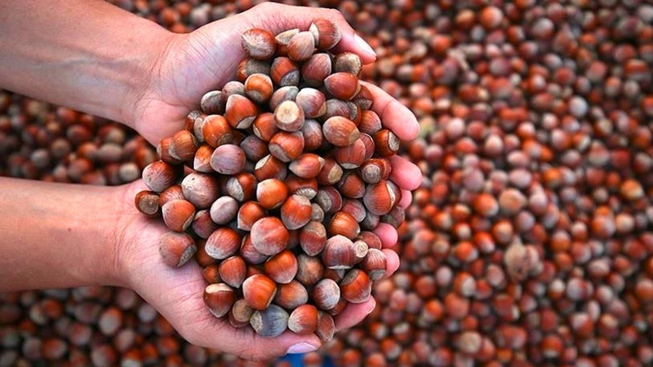 Türkiye’nin En Çok Fındık Sattığı Ülke Belli Oldu