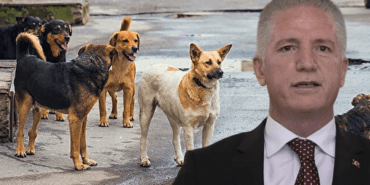 Vali Gül’den Kritik ‘Sokak Hayvanları’ Uyarısı! ‘Bazı Belediyeler…’