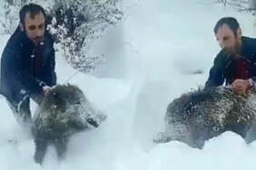 Yavru Domuzu Eliyle Yakalayan Vatandaş Hakkında Yeni Karar