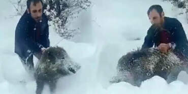 Yavru Domuzu Eliyle Yakalayan Vatandaş Hakkında Yeni Karar