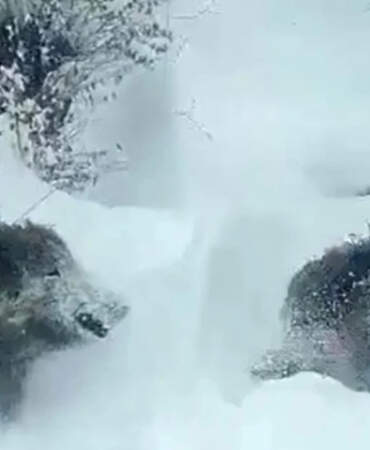 Yavru Domuzu Eliyle Yakalayan Vatandaş Hakkında Yeni Karar