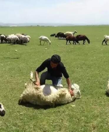 Doğu’da besici isyanda: 1 milyon kurbanlık ‘kuyruklu’ diye elde kaldı