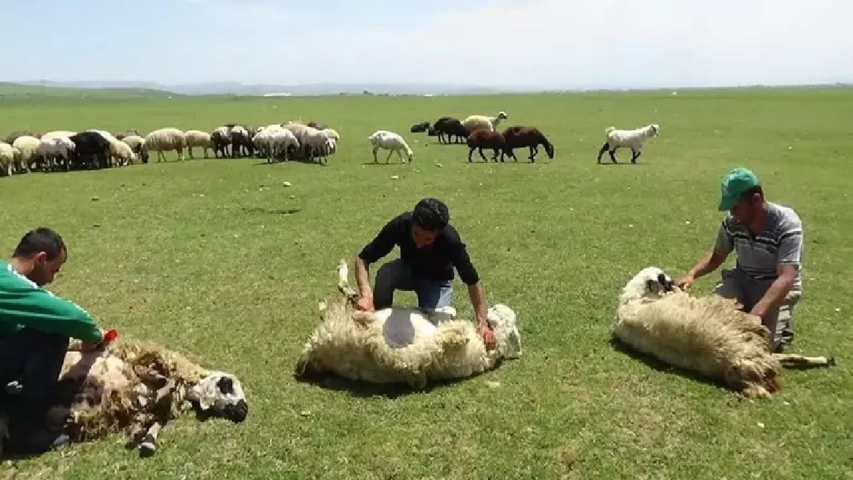 Doğu’da besici isyanda: 1 milyon kurbanlık ‘kuyruklu’ diye elde kaldı