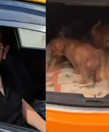 Sahiplendiği köpeklere cinsel istismarda bulunup öldüren doktorun cezasında indirim