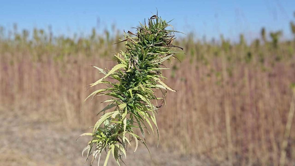 Kenevir üretimi yapılabilecek 21 il belirlendi