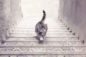Kedi yukarı mı çıkıyor, aşağı mı iniyor? Bu test kişiliğinizi ele veriyor!