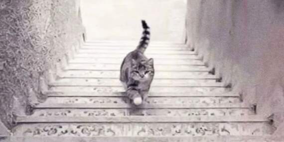 Kedi yukarı mı çıkıyor, aşağı mı iniyor? Bu test kişiliğinizi ele veriyor!