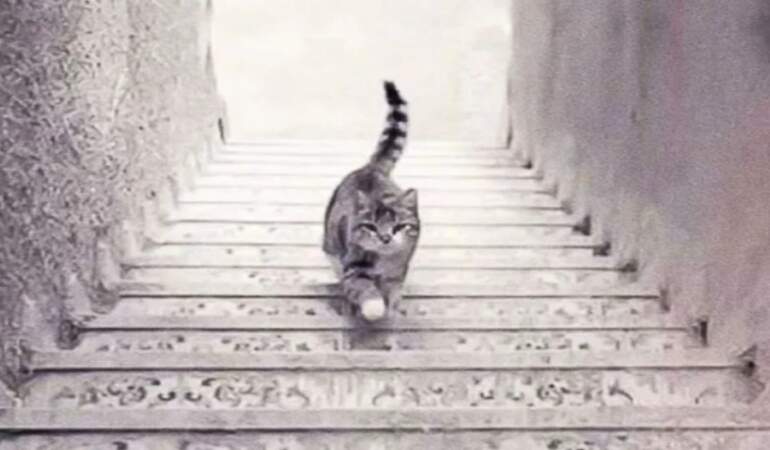 Kedi yukarı mı çıkıyor, aşağı mı iniyor? Bu test kişiliğinizi ele veriyor!
