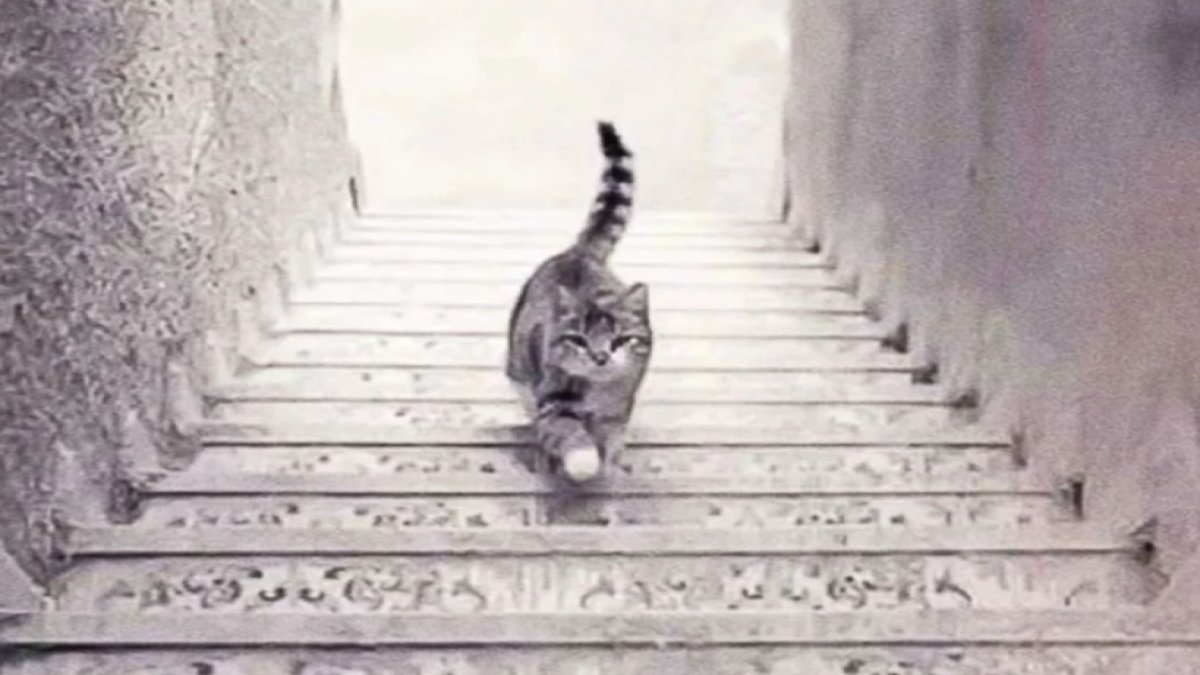 Kedi yukarı mı çıkıyor, aşağı mı iniyor? Bu test kişiliğinizi ele veriyor!