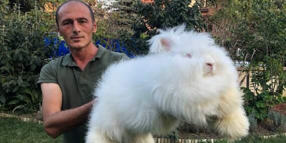 Ankara’da 1 taneyle başladı 700 taneye ulaştı! Ölümsüzlük meyvesi olarak tanınıyor, kilosu 500 TL’den satılıyor