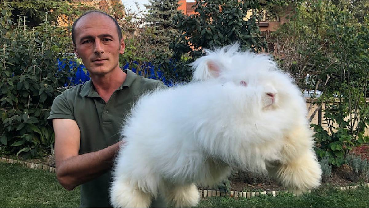 Ankara’da 1 taneyle başladı 700 taneye ulaştı! Ölümsüzlük meyvesi olarak tanınıyor, kilosu 500 TL’den satılıyor