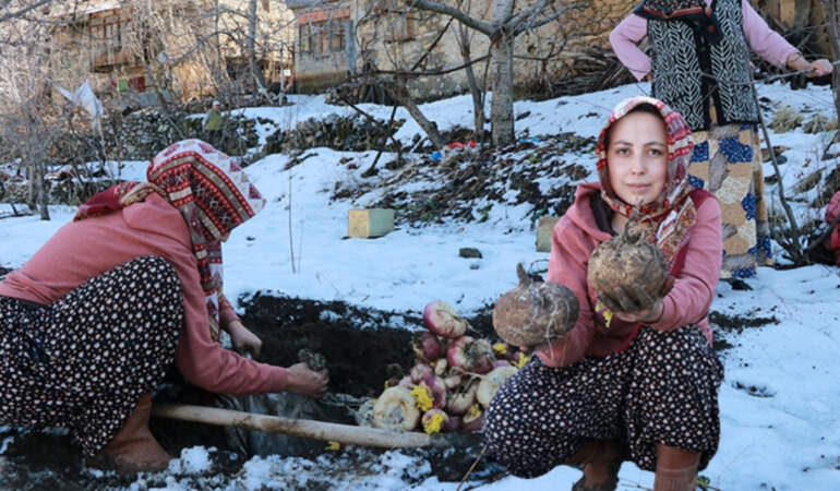 Ne buzdolabı ne dondurucu! Sebzeleri korumak için toprağın altına gömüyorlar: Asırlardır bu yöntemi kullanıyorlar