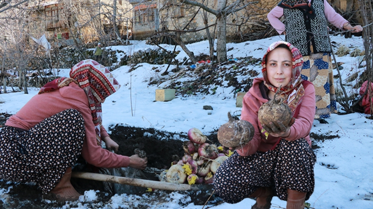 Ne buzdolabı ne dondurucu! Sebzeleri korumak için toprağın altına gömüyorlar: Asırlardır bu yöntemi kullanıyorlar