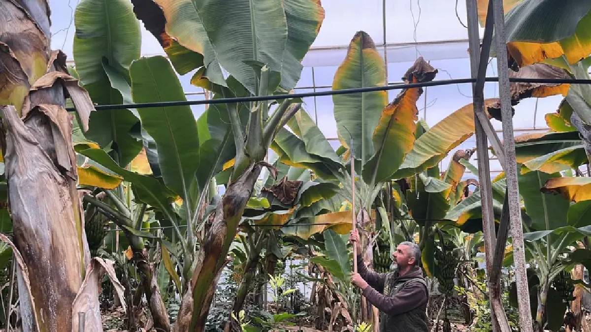 Ne yazı ne de kışı var! 4 mevsim yetişiyor, üreticinin yüzünü güldürüyor: Türkiye’nin ihtiyacı bu ilden karşılanıyor