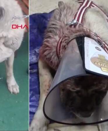 Sivas’ta ‘kurt saldırısı’ sanılan gerçek ameliyat masasında ortaya çıktı: Kangal, 9 kiloluk tümörden kurtuldu