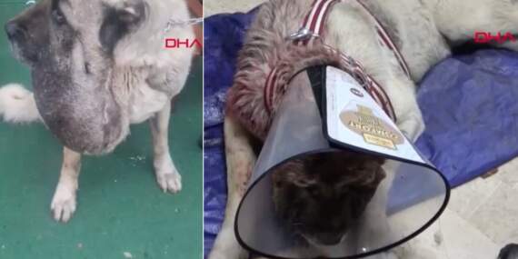 Sivas’ta ‘kurt saldırısı’ sanılan gerçek ameliyat masasında ortaya çıktı: Kangal, 9 kiloluk tümörden kurtuldu