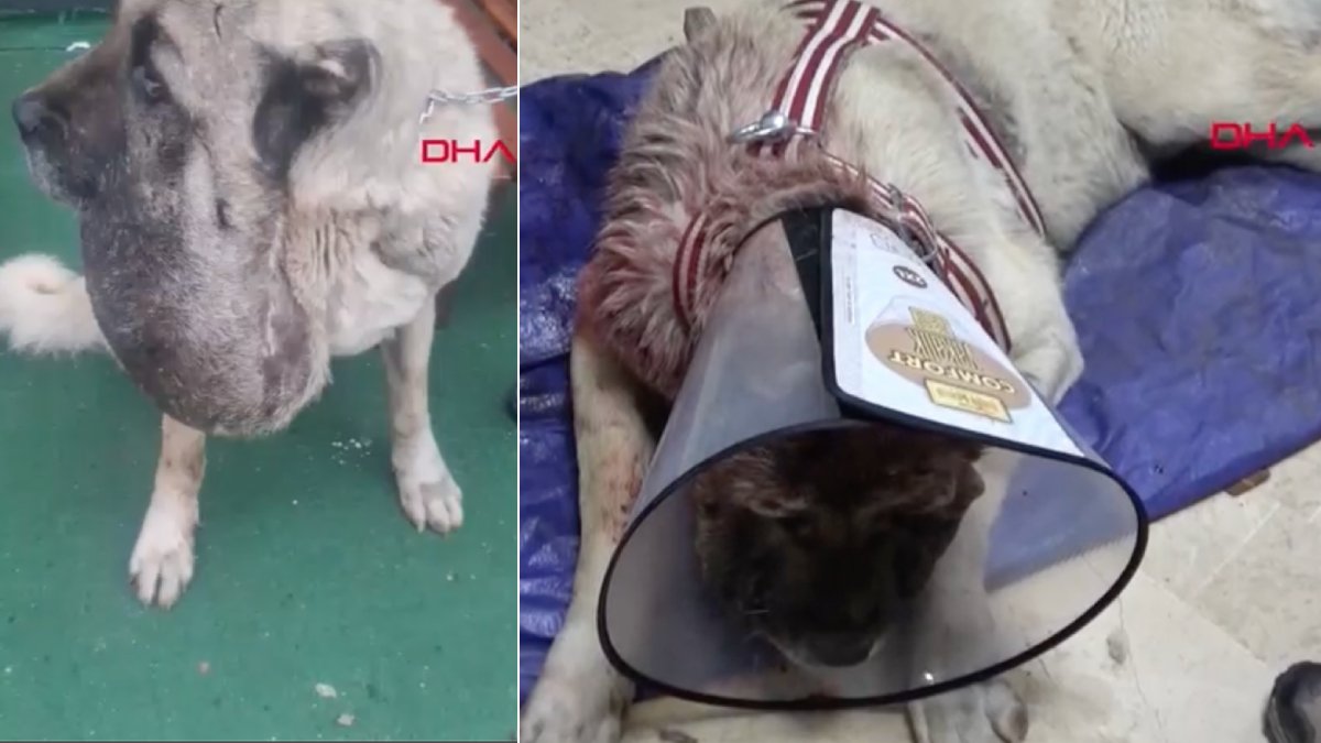 Sivas’ta ‘kurt saldırısı’ sanılan gerçek ameliyat masasında ortaya çıktı: Kangal, 9 kiloluk tümörden kurtuldu