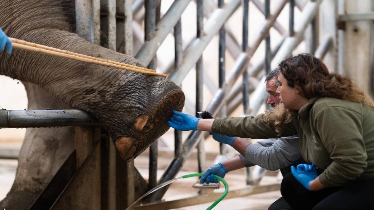 Devlerin hassas sırrı: Fillerin ayak bakımı hakkında şaşırtan gerçekler…