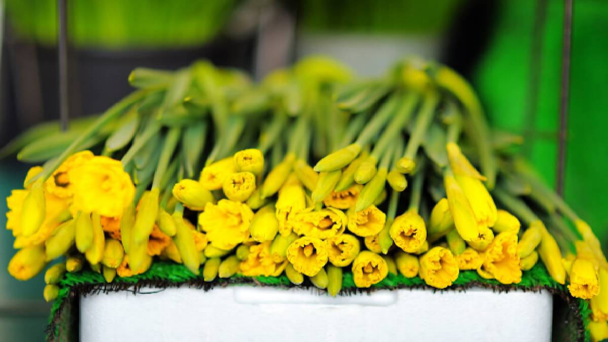 Türkiye’de en çok o çiçekler üretildi! Herkes tercihini ondan yana kullanıyor