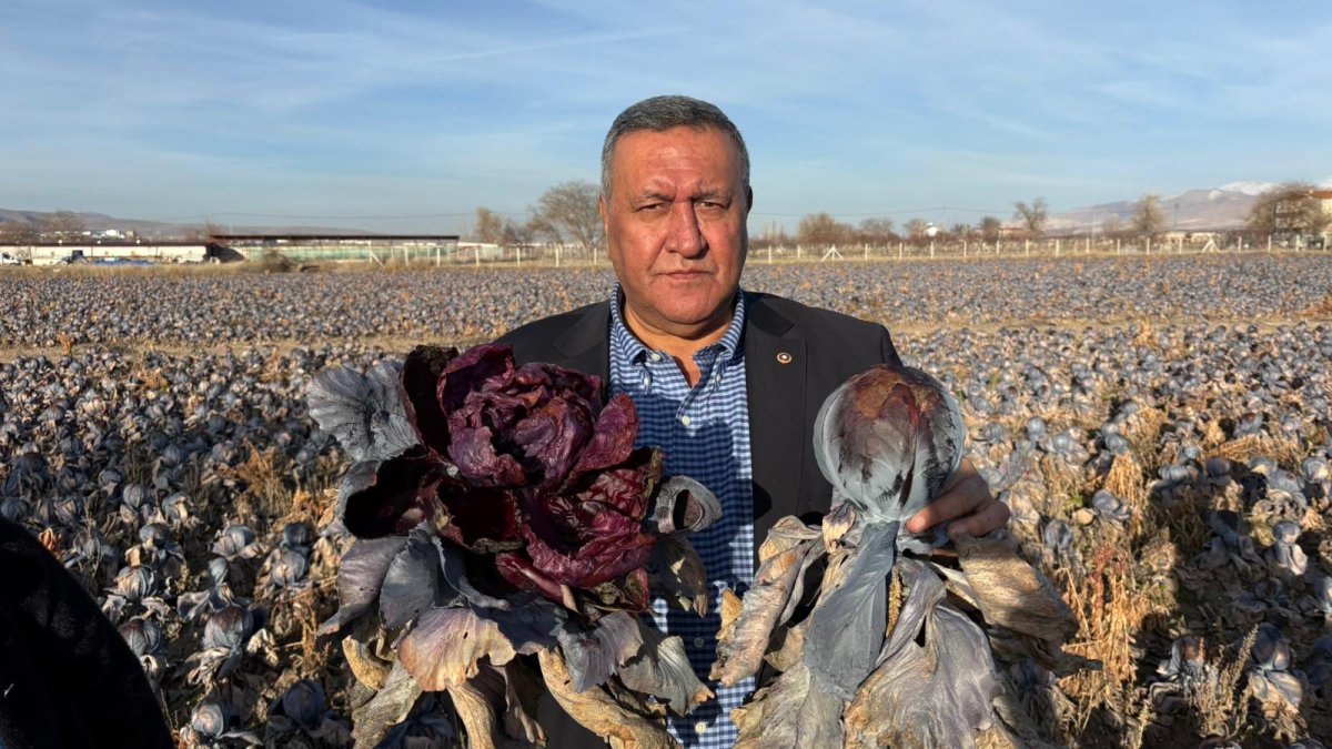 Kara lahana tarlada karardı, markette fiyatı katladı: “500 bin lira göz göre göre çöpe gitti”