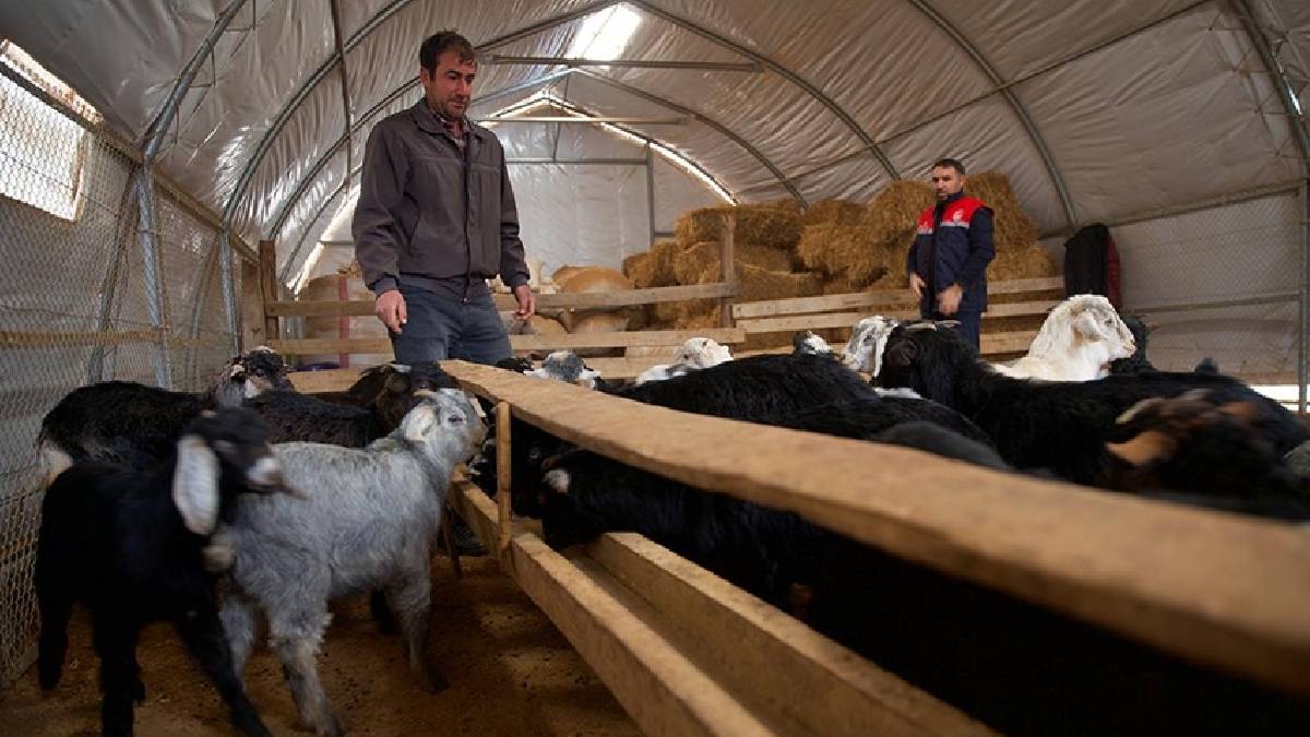 Depremde ahırı yıkıldı 200 metrekarelik yenisi kuruldu! Devlet desteğiyle başlayan üretim: Kaybettiği hayvanlarına kavuştu