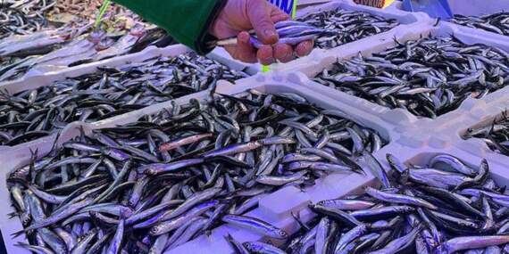 Sezonun en kaliteli hamsisi geldi! Tezgahlarda hamsi bayramı, 45 günlük hasret sona erdi: İşte güncel fiyatlar