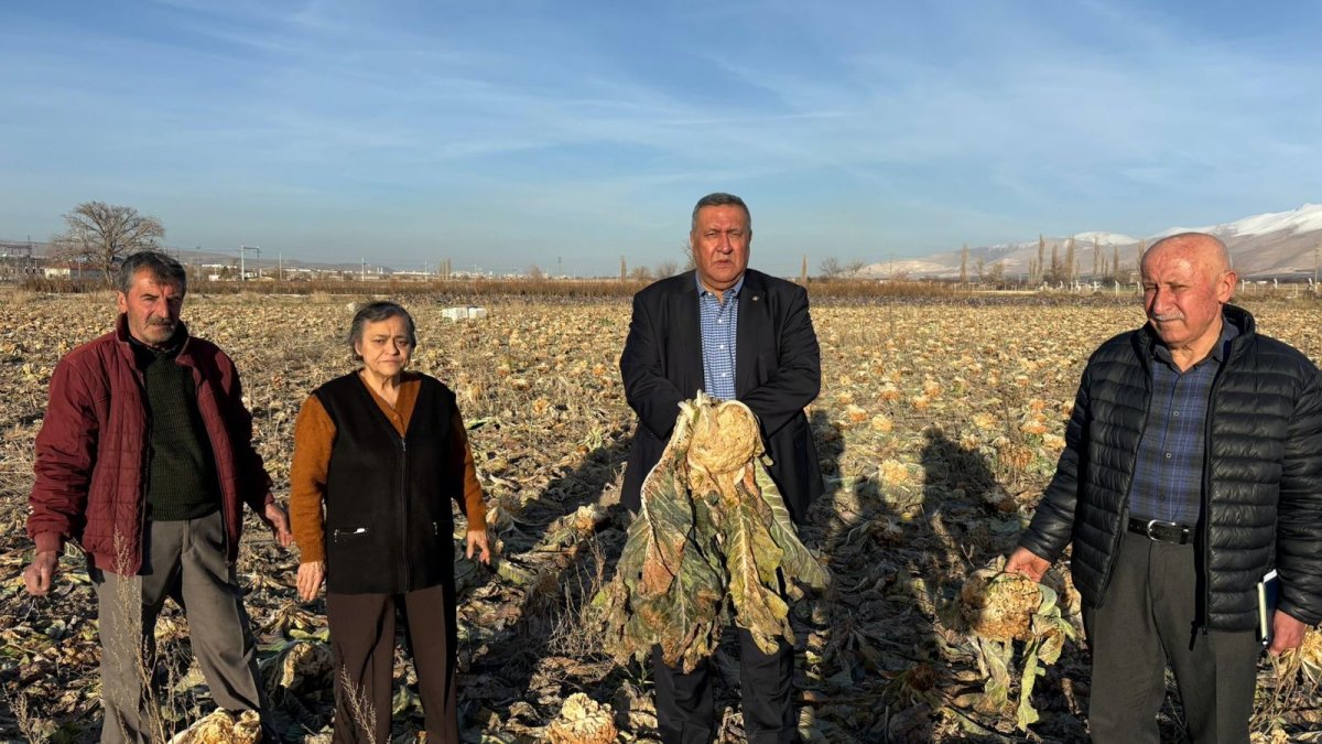 Pazarda 20 TL olan karnabahar tarlada don vurduğu için toplanamıyor: Üreticiden acı itiraf