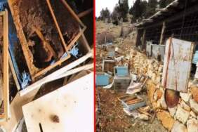 Arıcıların başı büyük dertte! Tarihi ‘hanay’lara girip balları yediler: Konya’da ayı istilası