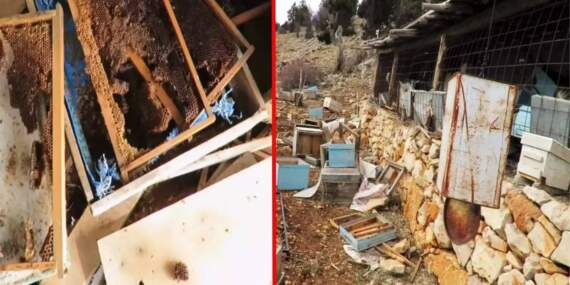 Arıcıların başı büyük dertte! Tarihi ‘hanay’lara girip balları yediler: Konya’da ayı istilası