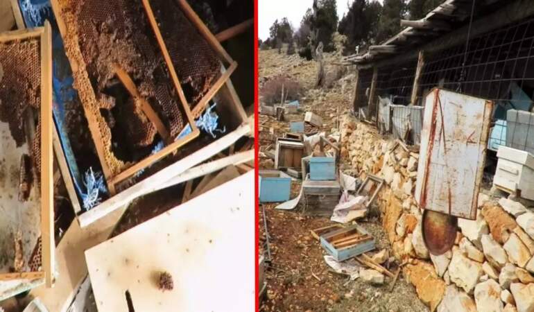 Arıcıların başı büyük dertte! Tarihi ‘hanay’lara girip balları yediler: Konya’da ayı istilası