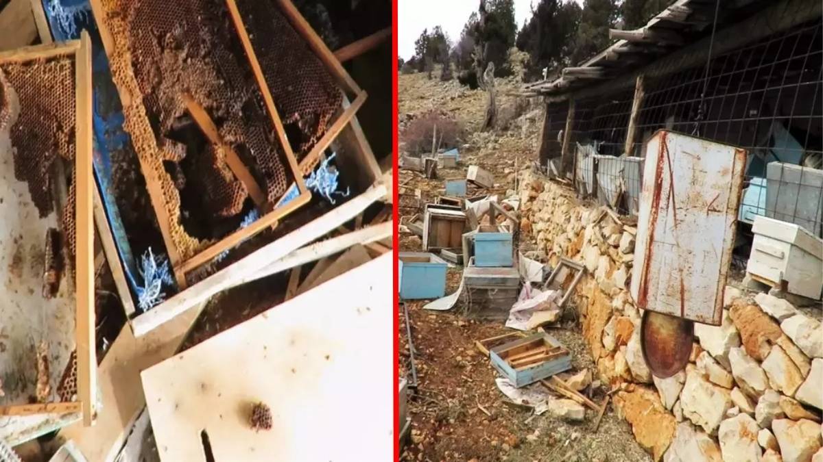Arıcıların başı büyük dertte! Tarihi ‘hanay’lara girip balları yediler: Konya’da ayı istilası