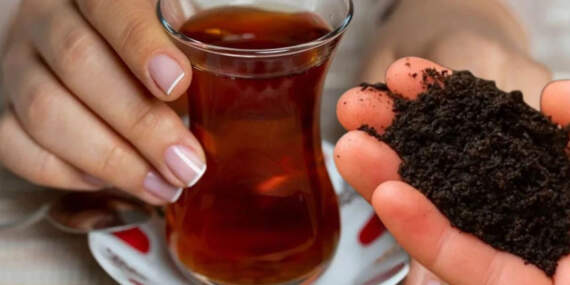 Meğer boşuna atıyormuşuz! Çay posasının bu mucizelerini kimse bilmiyor