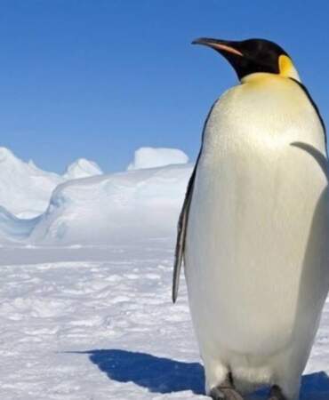 Penguenlerden kurtlara… En sadık türler listesi değişti