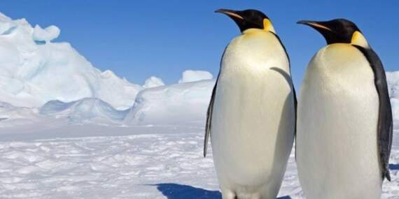 Penguenlerden kurtlara… En sadık türler listesi değişti