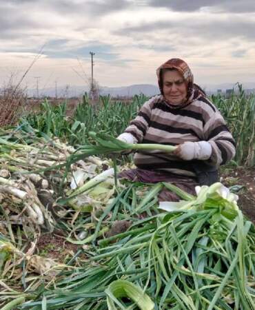 10 TL’ye satılıyor ama üretici alıcı bulamıyor! Ürünler çiftçinin elinde kalıyor