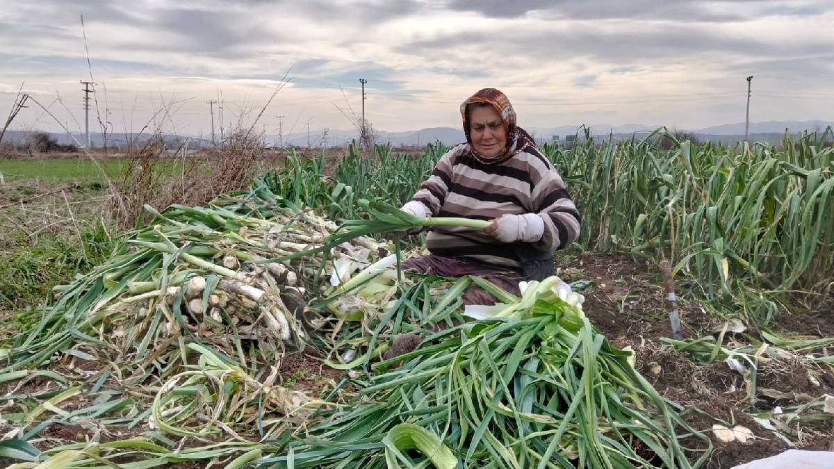 10 TL’ye satılıyor ama üretici alıcı bulamıyor! Ürünler çiftçinin elinde kalıyor