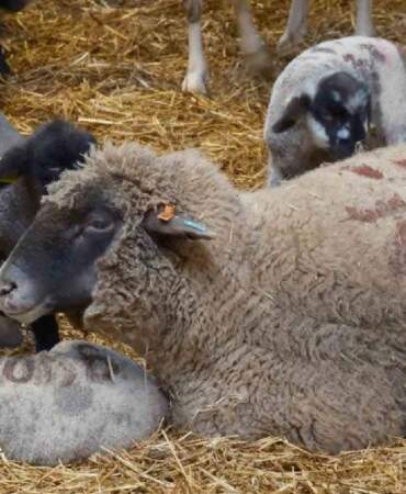 Merinos Koyunu’na yeni rakip! Üstelik eti de çok: Bandırma Koyunu’yla tanışın