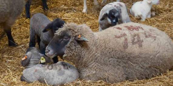 Merinos Koyunu’na yeni rakip! Üstelik eti de çok: Bandırma Koyunu’yla tanışın