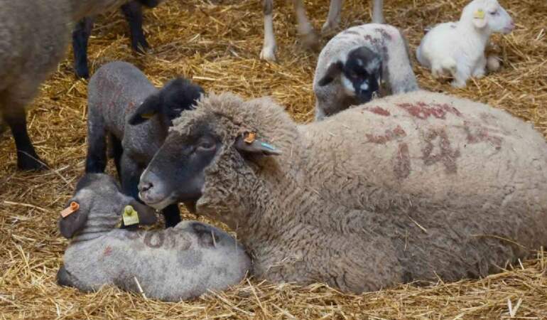 Merinos Koyunu’na yeni rakip! Üstelik eti de çok: Bandırma Koyunu’yla tanışın